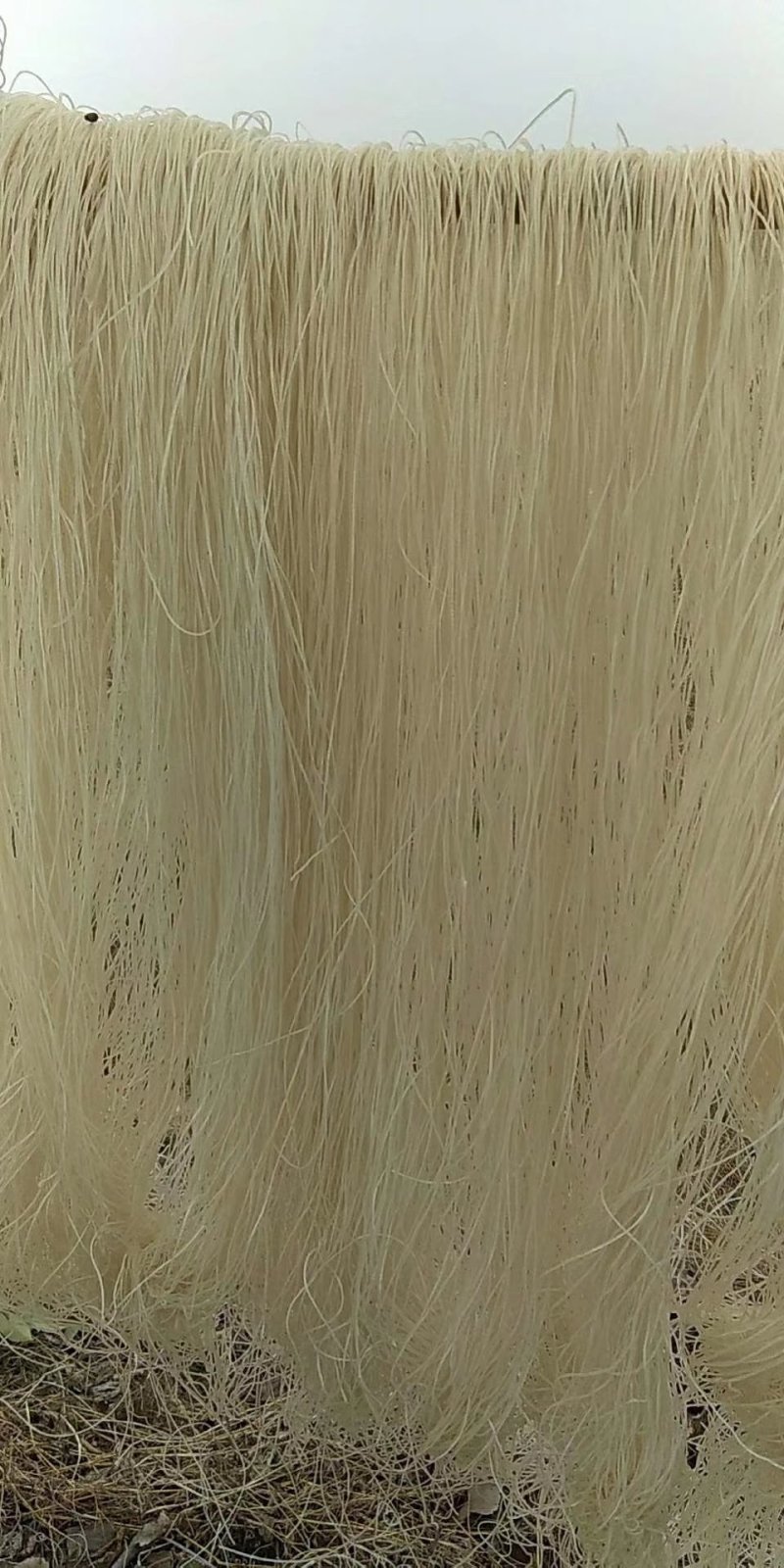 正中粉丝出售