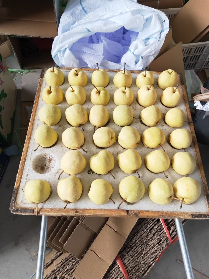 贡梨10斤包邮山西吕梁精品水果