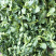 青菜苔苏州青菜苔新鲜青菜苔霜冻苏州青露天油菜花有菜苔菜头