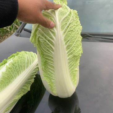 辽宁锦州黄心大白菜，大量供应中。