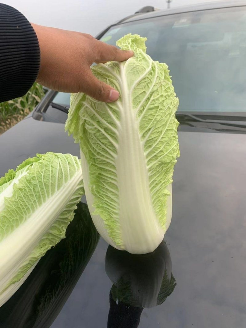 辽宁锦州黄心大白菜，大量供应中。