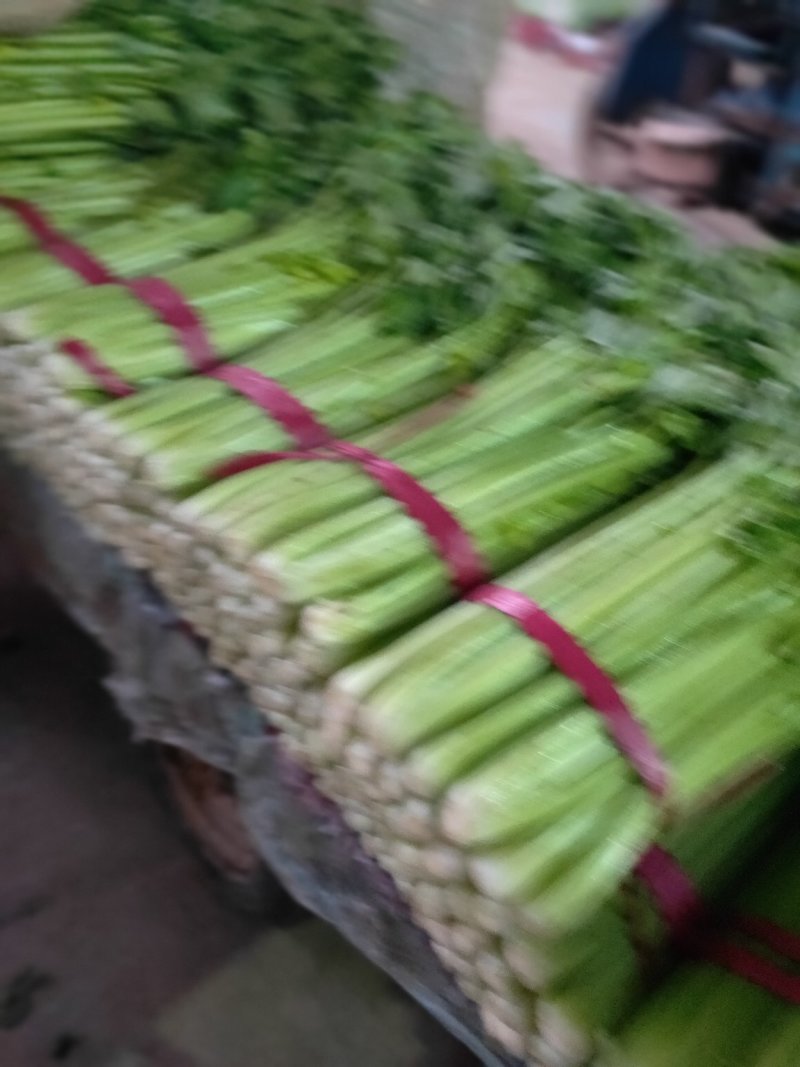 芹菜西芹50cm以上质量好货源充足