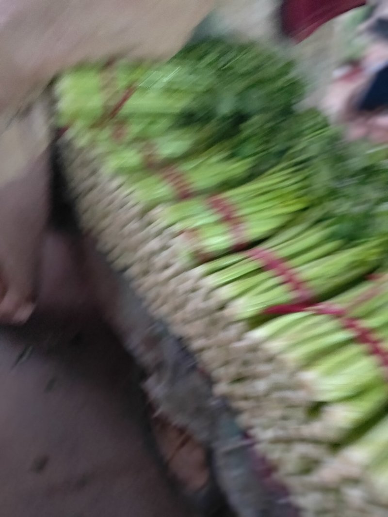 芹菜西芹50cm以上质量好货源充足