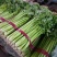 芹菜西芹50cm以上质量好货源充足