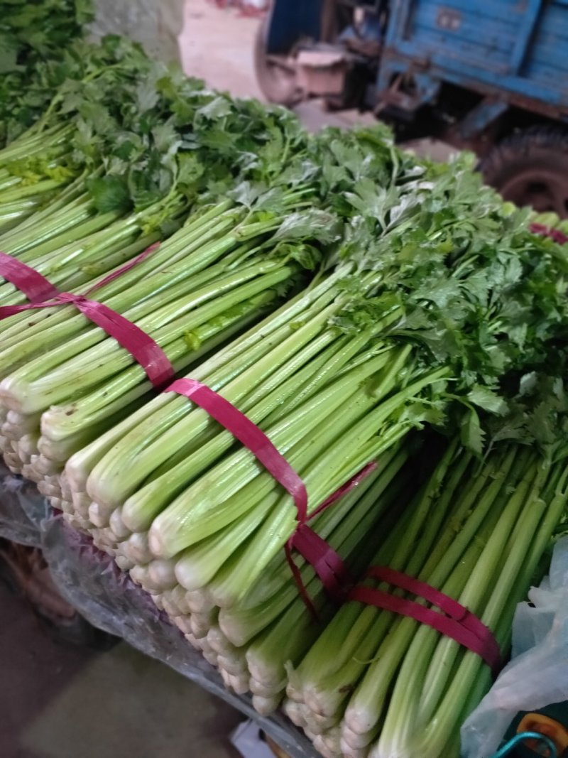 芹菜西芹50cm以上质量好货源充足
