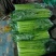 芹菜西芹50cm以上质量好货源充足