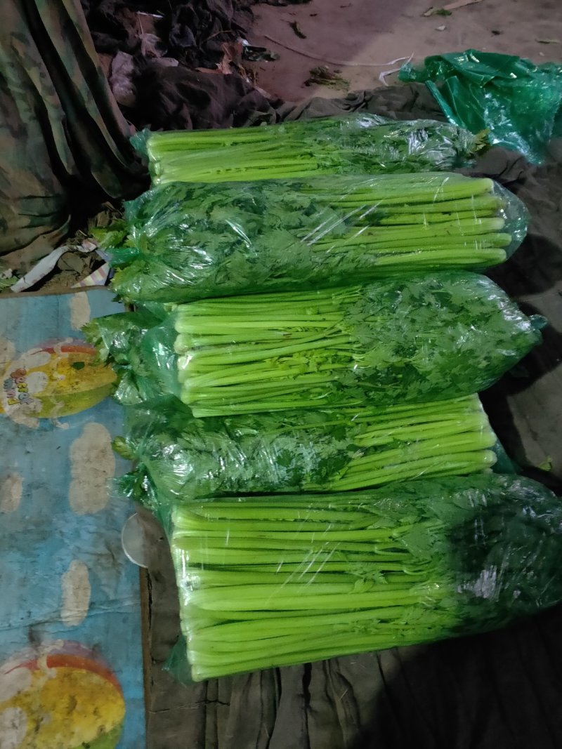 芹菜西芹50cm以上质量好货源充足