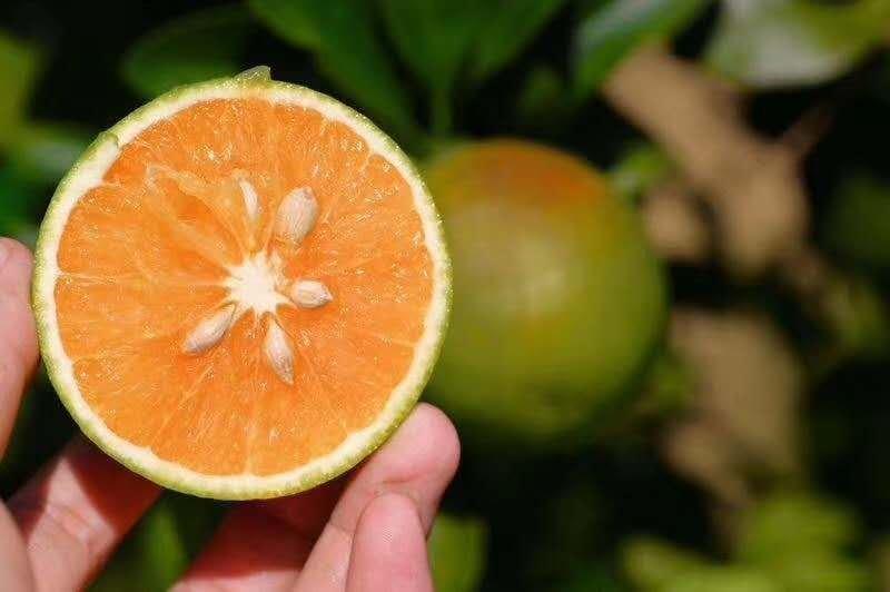 出售红心橙苗琼中绿橙杯苗种子培育嫁接产量高