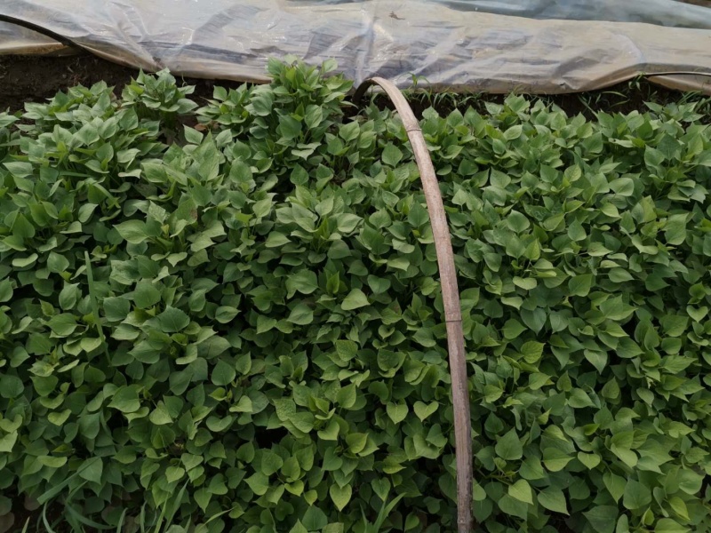 龙薯9红薯苗