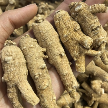 精选10克花旗参西洋参补而不燥
