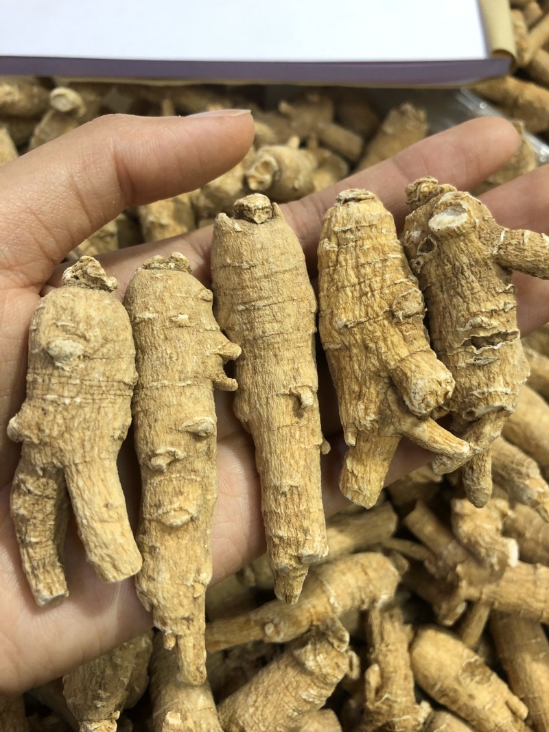 精选10克花旗参西洋参补而不燥