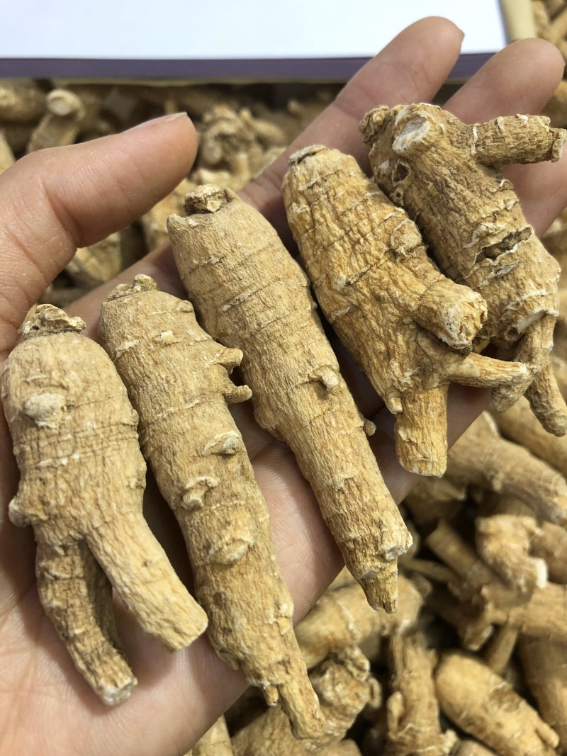 精选10克花旗参西洋参补而不燥