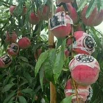 冬桃苗，品种秋雪红，桃子脆甜红不软成熟期阳历10月中下旬