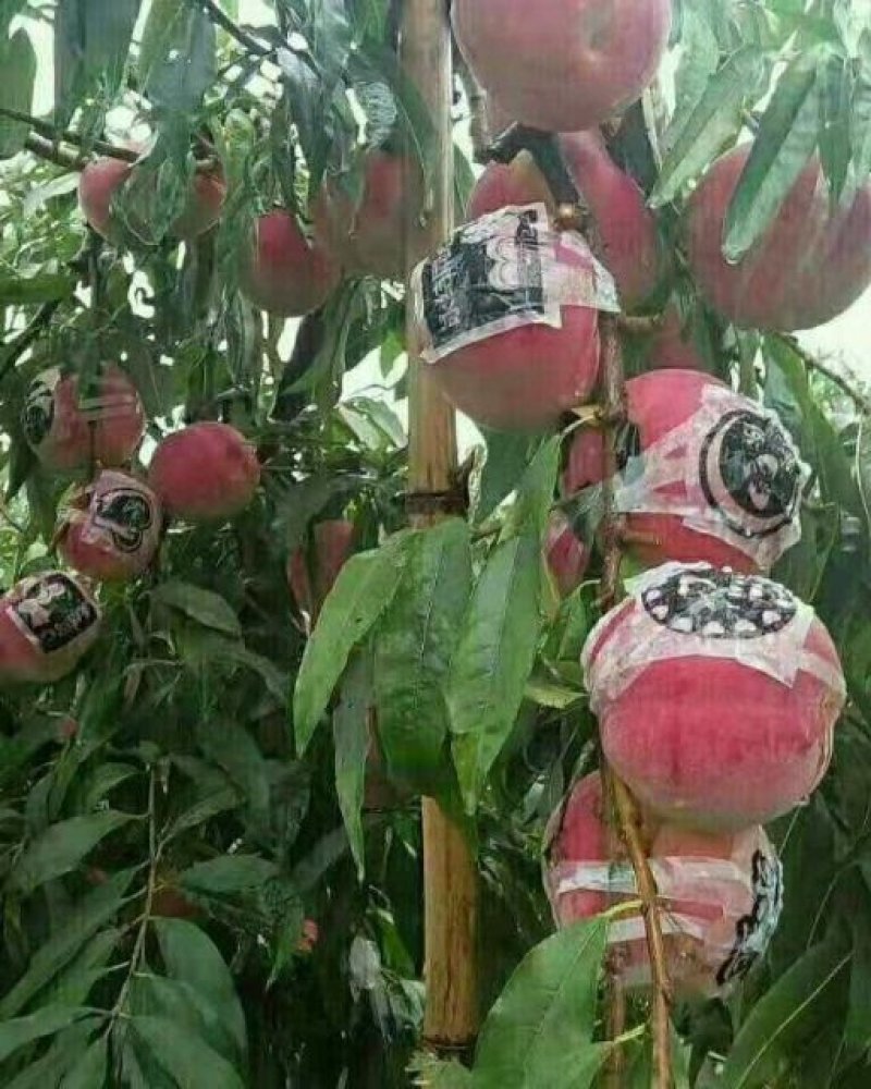冬桃苗，品种秋雪红，桃子脆甜红不软成熟期阳历10月中下旬