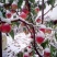冬桃苗，品种秋雪红，桃子脆甜红不软成熟期阳历10月中下旬