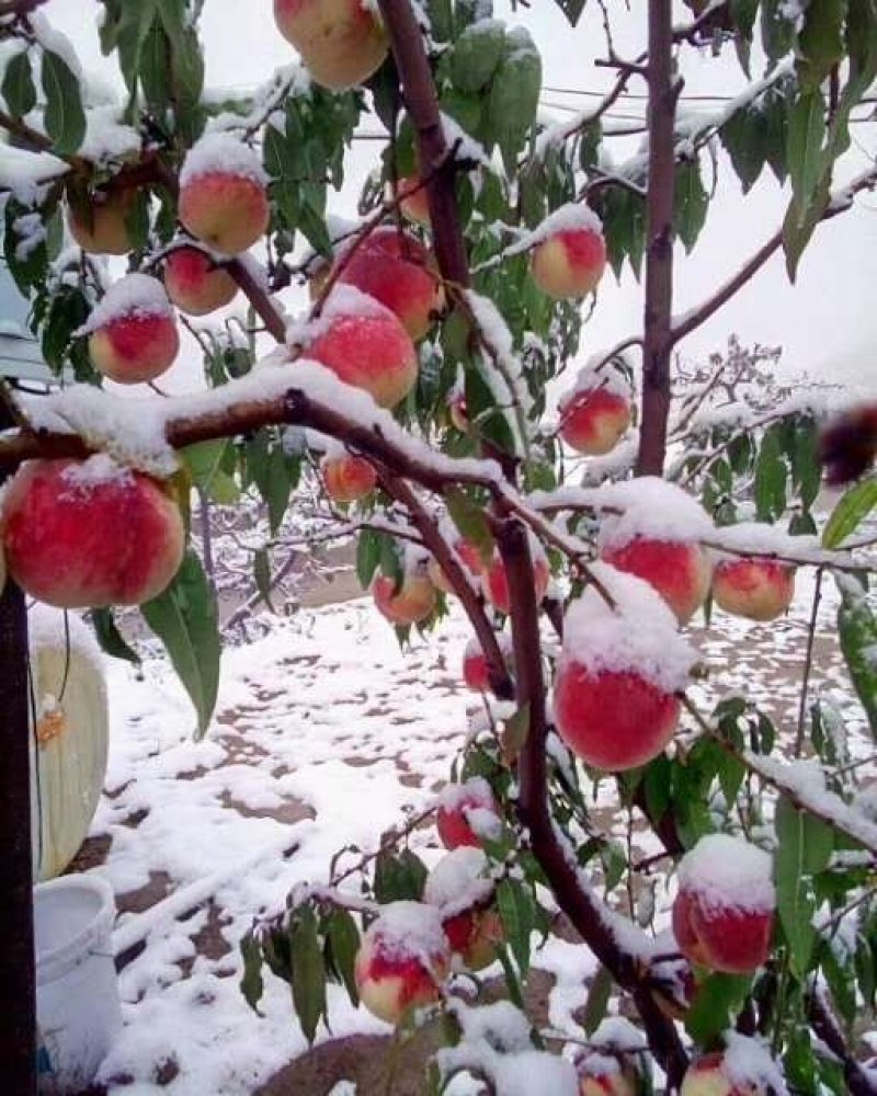 冬桃苗，品种秋雪红，桃子脆甜红不软成熟期阳历10月中下旬