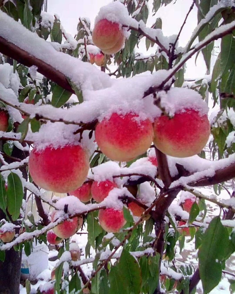 冬桃苗，品种秋雪红，桃子脆甜红不软成熟期阳历10月中下旬