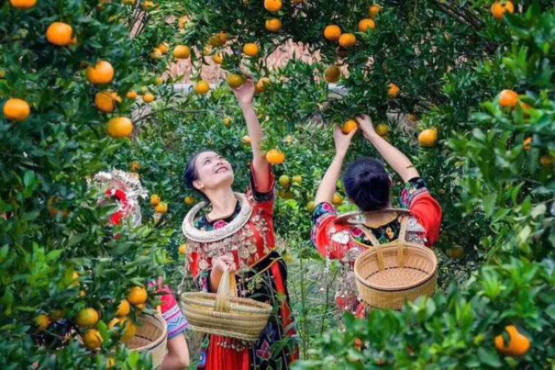 云南冰糖橙原产地直供支持一件代发