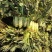江苏东台莴苣/货源充足/量大从优/产地直销