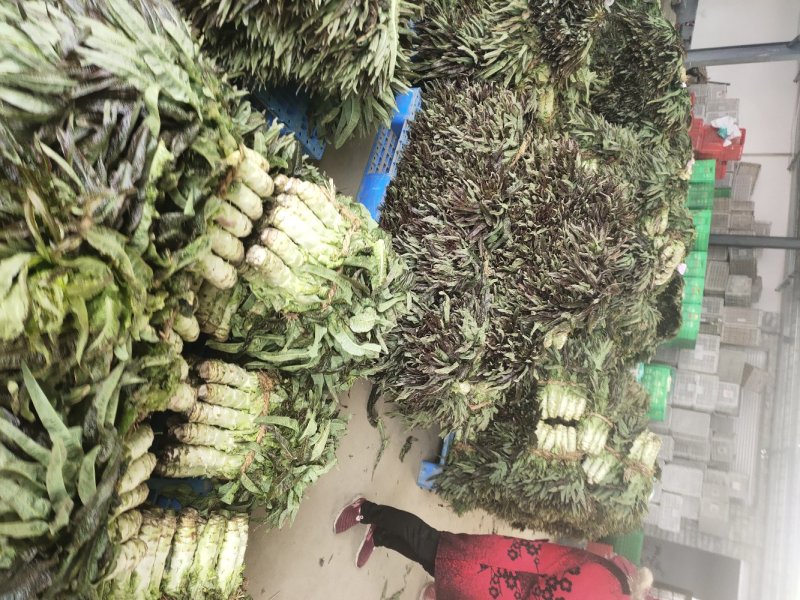 江苏东台莴苣/货源充足/量大从优/产地直销