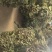 江苏东台莴苣/货源充足/量大从优/产地直销