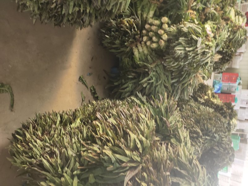 江苏东台莴苣/货源充足/量大从优/产地直销