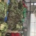 江苏东台莴苣/货源充足/量大从优/产地直销