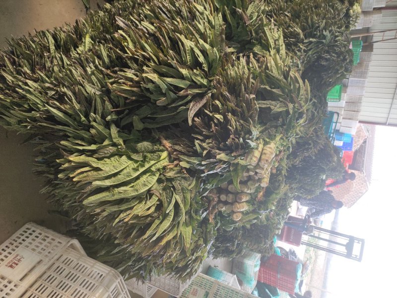 江苏东台莴苣/货源充足/量大从优/产地直销