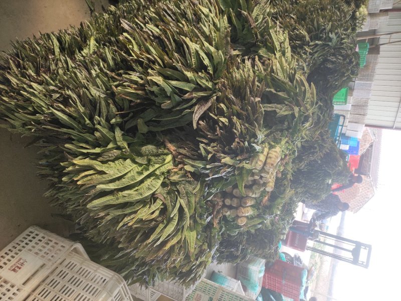 江苏东台莴苣/货源充足/量大从优/产地直销