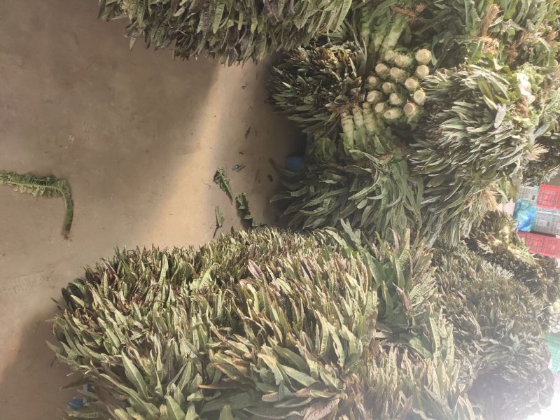 江苏东台莴苣/货源充足/量大从优/产地直销