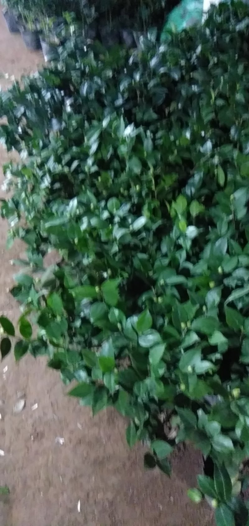 茶花带花包发货茶花盆栽当年开花
