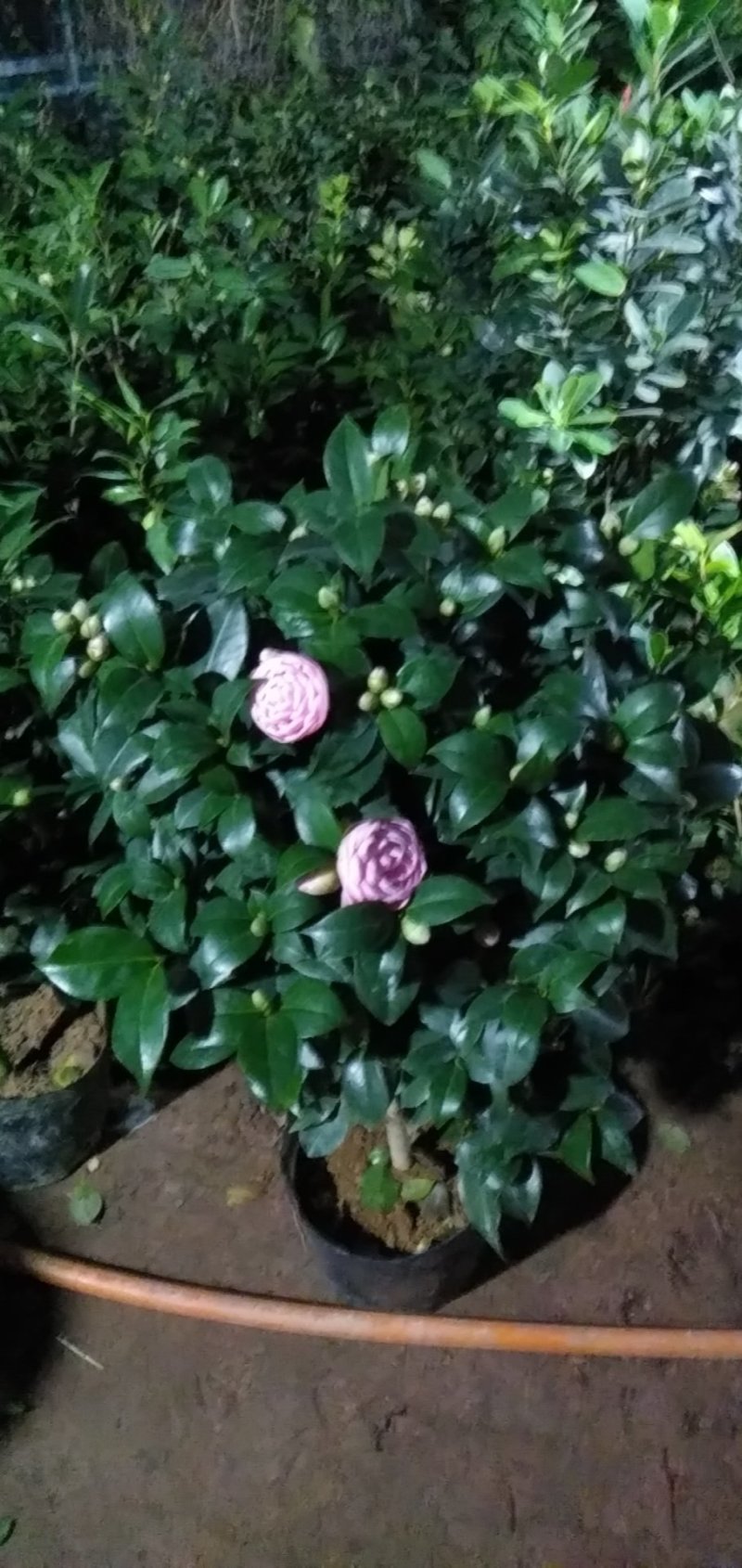 茶花带花包发货茶花盆栽当年开花