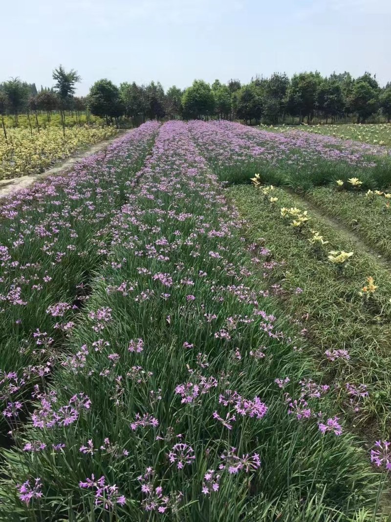 紫娇花，四川优质紫娇花种植基地出售，成都紫娇花批发价格