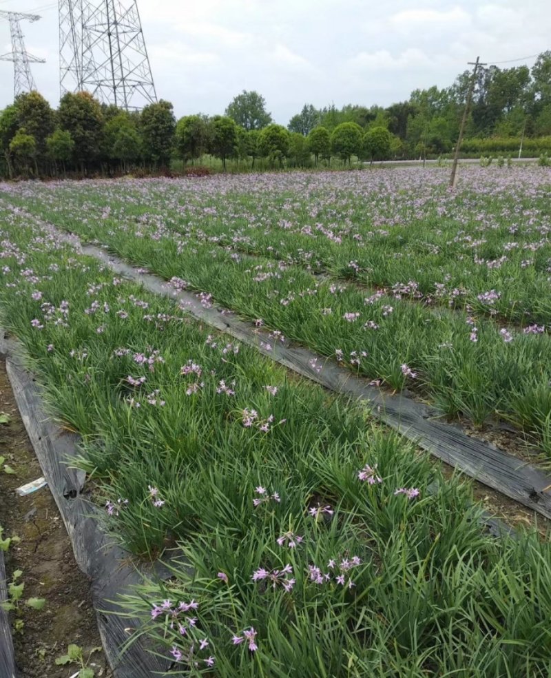 紫娇花，四川优质紫娇花种植基地出售，成都紫娇花批发价格