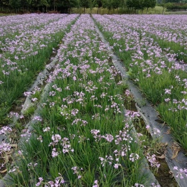 紫娇花，四川优质紫娇花种植基地出售，成都紫娇花批发价格