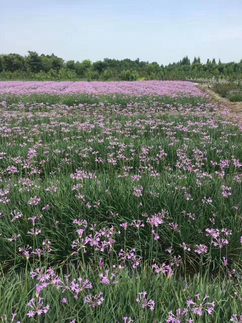 紫娇花，四川优质紫娇花种植基地出售，成都紫娇花批发价格