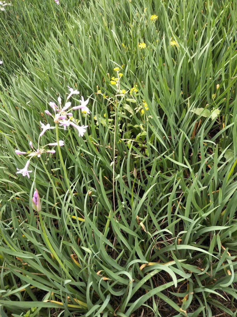紫娇花，四川优质紫娇花种植基地出售，成都紫娇花批发价格