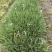 紫娇花，四川优质紫娇花种植基地出售，成都紫娇花批发价格