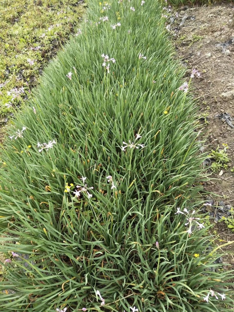 紫娇花，四川优质紫娇花种植基地出售，成都紫娇花批发价格