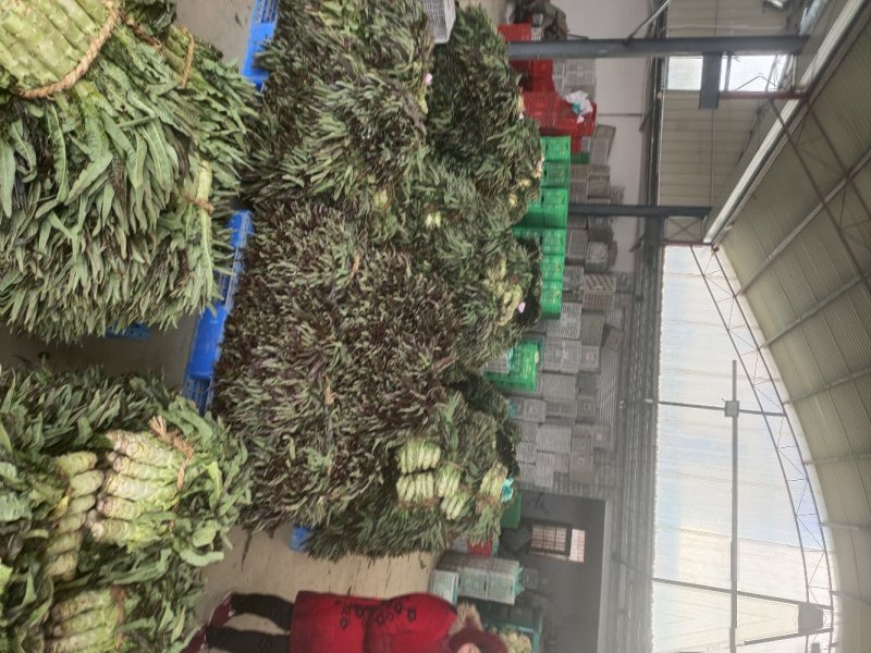 江苏东台莴苣/货源充足/量大从优/产地直销