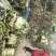 江苏东台莴苣/货源充足/量大从优/产地直销