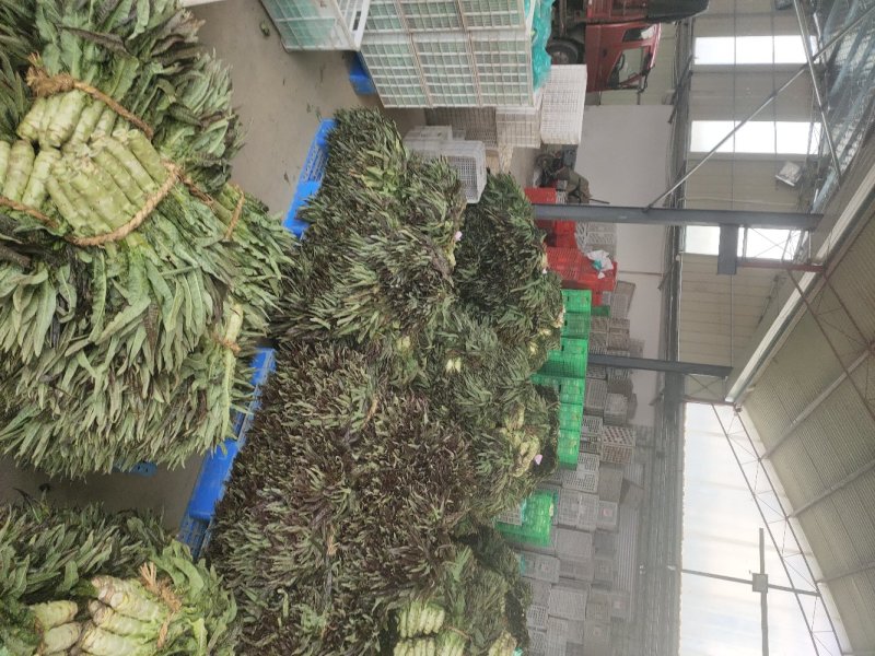 江苏东台莴苣/货源充足/量大从优/产地直销