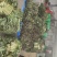 江苏东台莴苣/货源充足/量大从优/产地直销