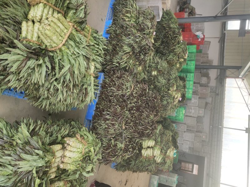 江苏东台莴苣/货源充足/量大从优/产地直销
