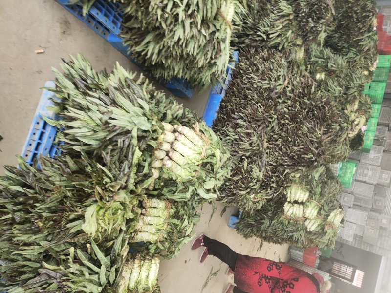 江苏东台莴苣/货源充足/量大从优/产地直销