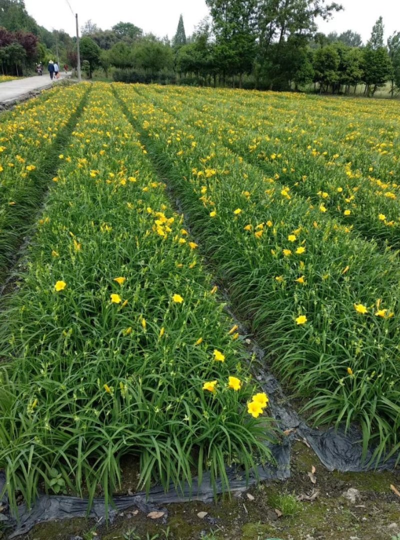 金娃娃萱草，黄百合，四川萱草基地出售，成都萱草批发价格
