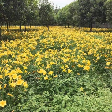 金娃娃萱草，黄百合，四川萱草基地出售，成都萱草批发价格