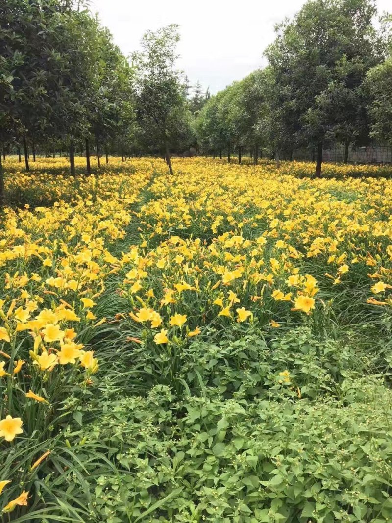 金娃娃萱草，黄百合，四川萱草基地出售，成都萱草批发价格