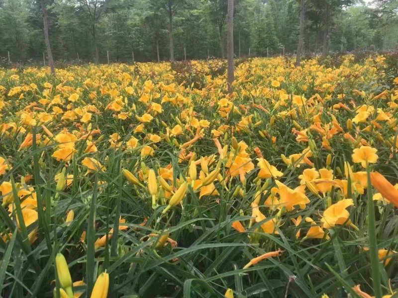 金娃娃萱草，黄百合，四川萱草基地出售，成都萱草批发价格