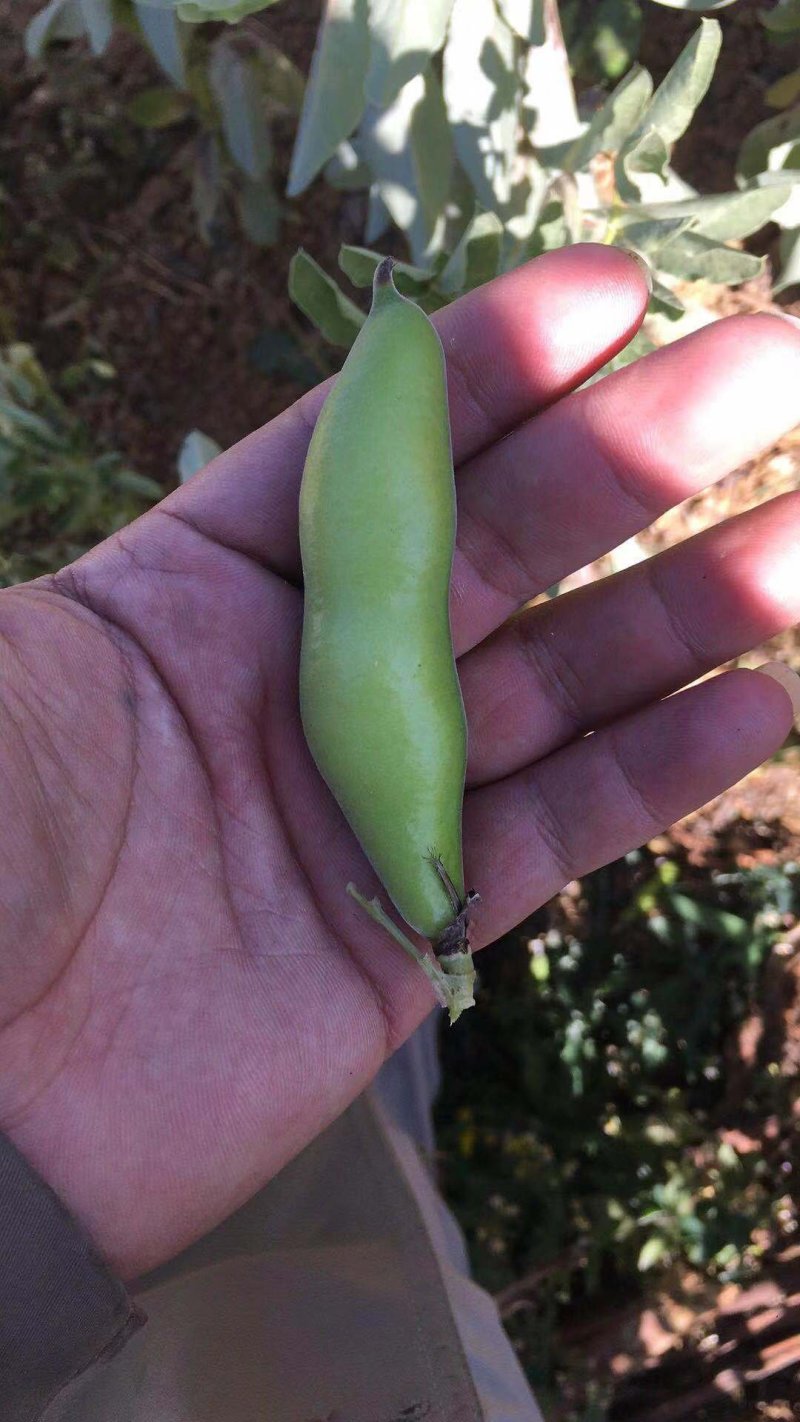 蚕豆云南绿皮蚕豆绿心蚕豆白皮蚕豆胡豆大量上市场地直供可